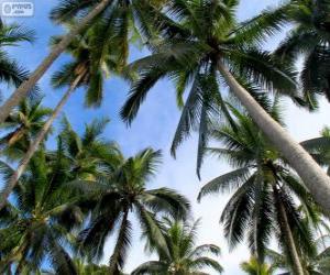 пазл Тропические пальмы